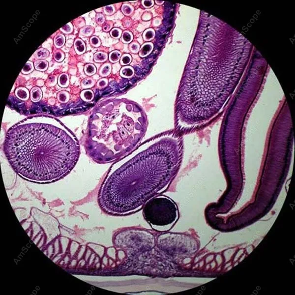 Binocular Biological Microscope-AmScope Supplies 40x-1000x Binocular Biological Microscope + Slides