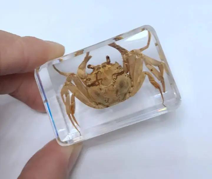 Personality Chinese Crab Clear Paperweight Education Specimen