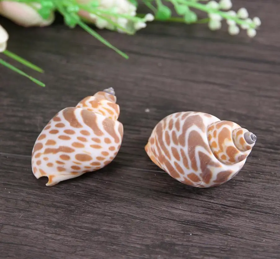 A Set Assorted Shell Conch Sea Ocean Style For Photograph Home Wedding Party Hotel Venue Decoration Craft DIY