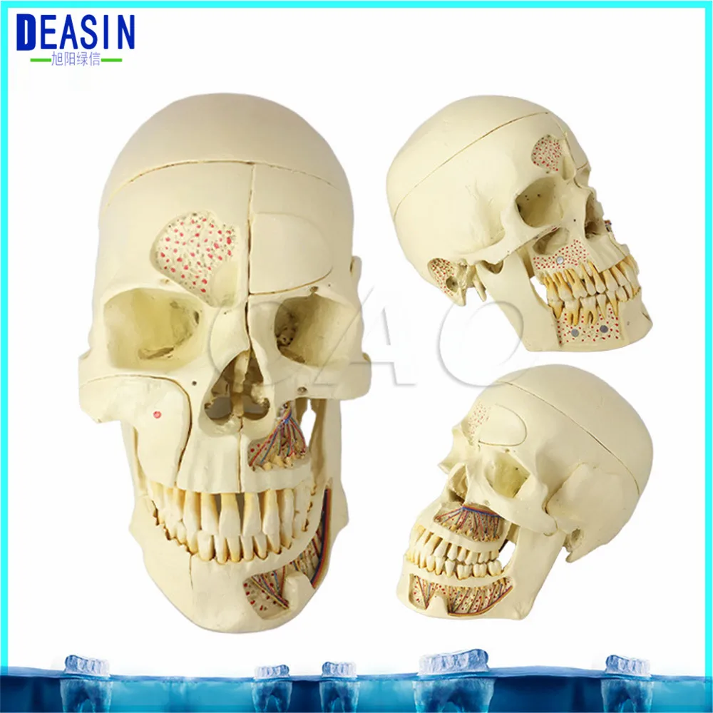 2018 Skull model extraoral model dental tooth teeth dentist anatomical anatomy model odontologia