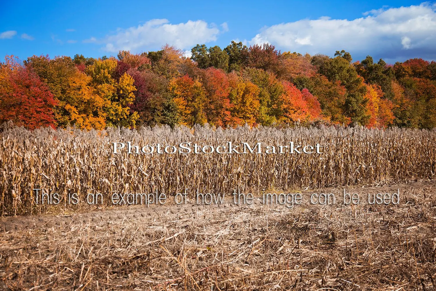 

Fall Foliage Landscape Dried Corn Field New England Fall Landscape backdrops Computer print scenic background