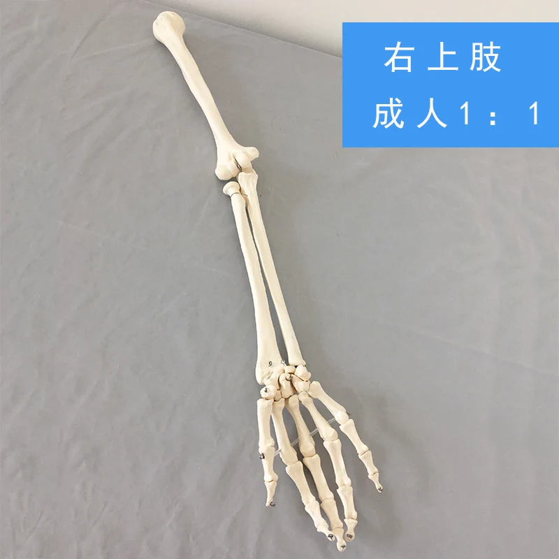 

Natural adult upper limb model, right upper limb