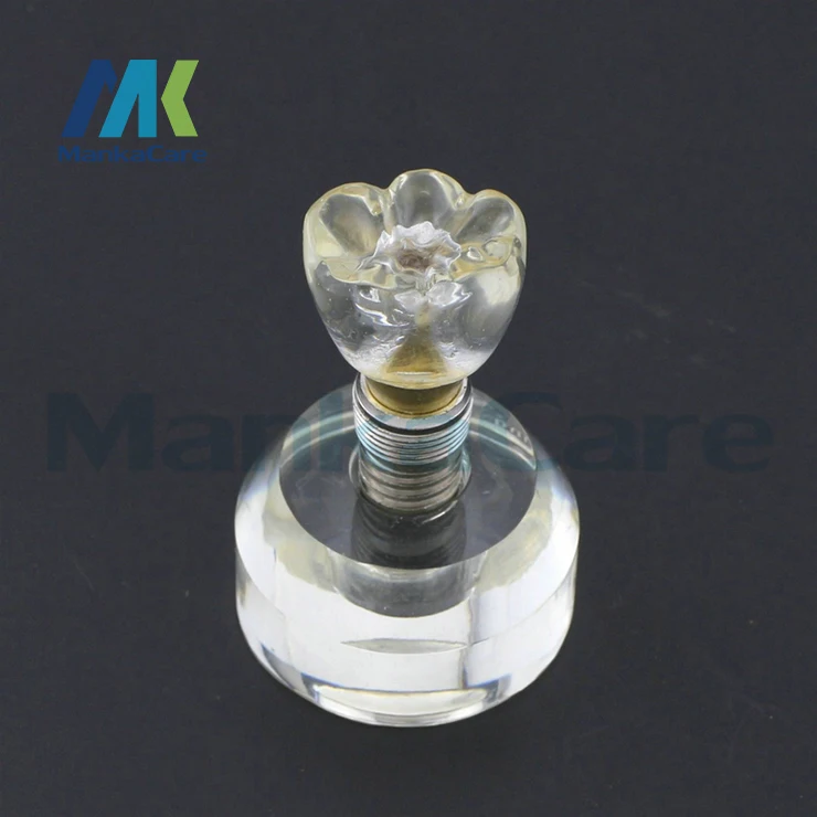 

Dental Implant Demonstration Model Teeth Study Teach Model Dental teeth model Crystal Base Hard Plastic tooth model