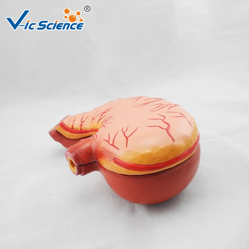 

Medical Education Advance Natural size Stomach Anatomy Model