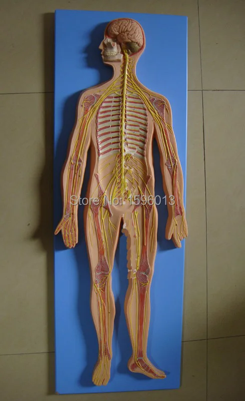 Nervous System Model,Anatomical human Anatomy Training