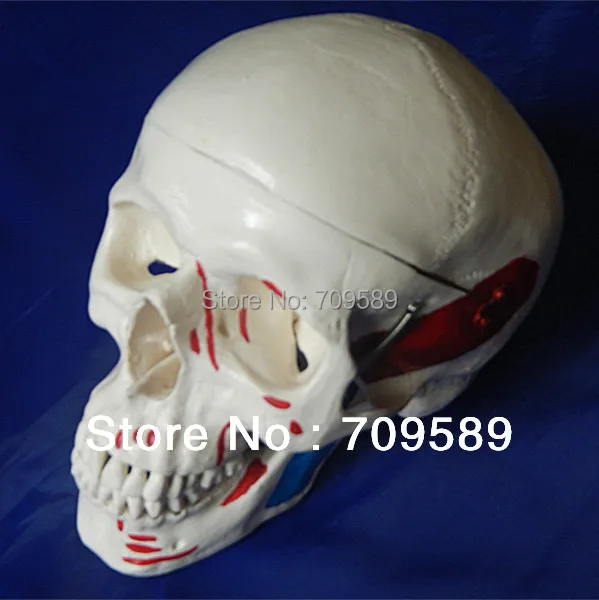

Adult Skull Model with Muscle Coloring Model