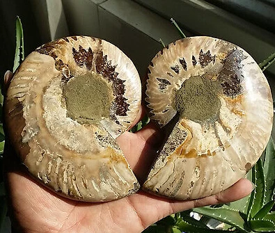 Cut Ammonite Shell Jurrassic Fossil Specimen Madagascar