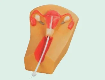 women The uterus contraception training model