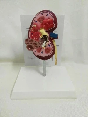 Anatomical model of pathological and healthy kidney in dogs Veterinary medicine teaching AIDS English instruction manual