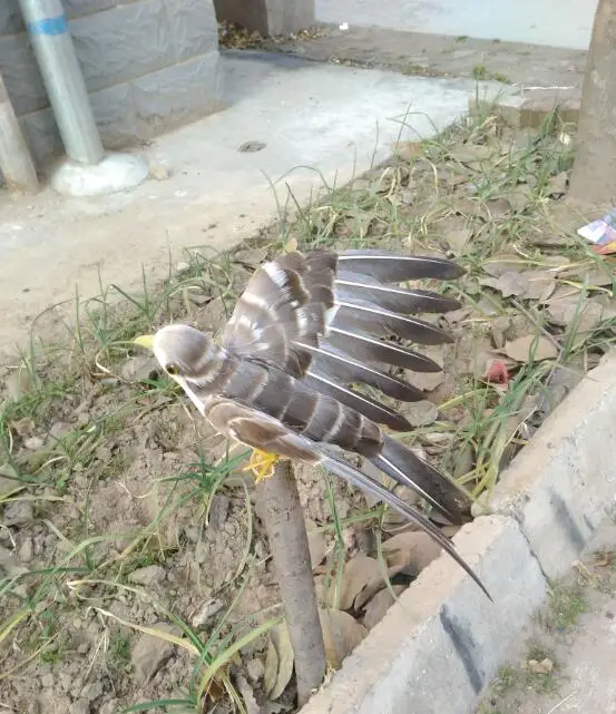 

artificial bird 30x45cm gray feathers bird spreading wings sparrow bird handicraft prop,home garden decoration gift p2677