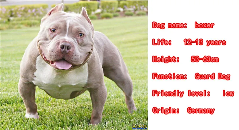 Mdogm Boxer Dog Animal Brooches And Pins  Suit Cute Metal Funny Small Father Collar Badges Shirt Gift For Male Men B080