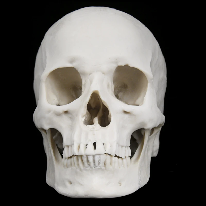 Life-Size Human Skull White Simulation 1: 1 Model of Medicine Skeleton Gothic Decoration Halloween Party Scene Layout Present