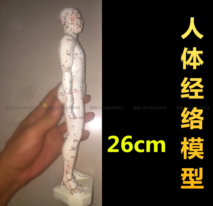 

Medical use human meridian point model super clear acupuncture male model model of traditional Chinese experiment 26cm