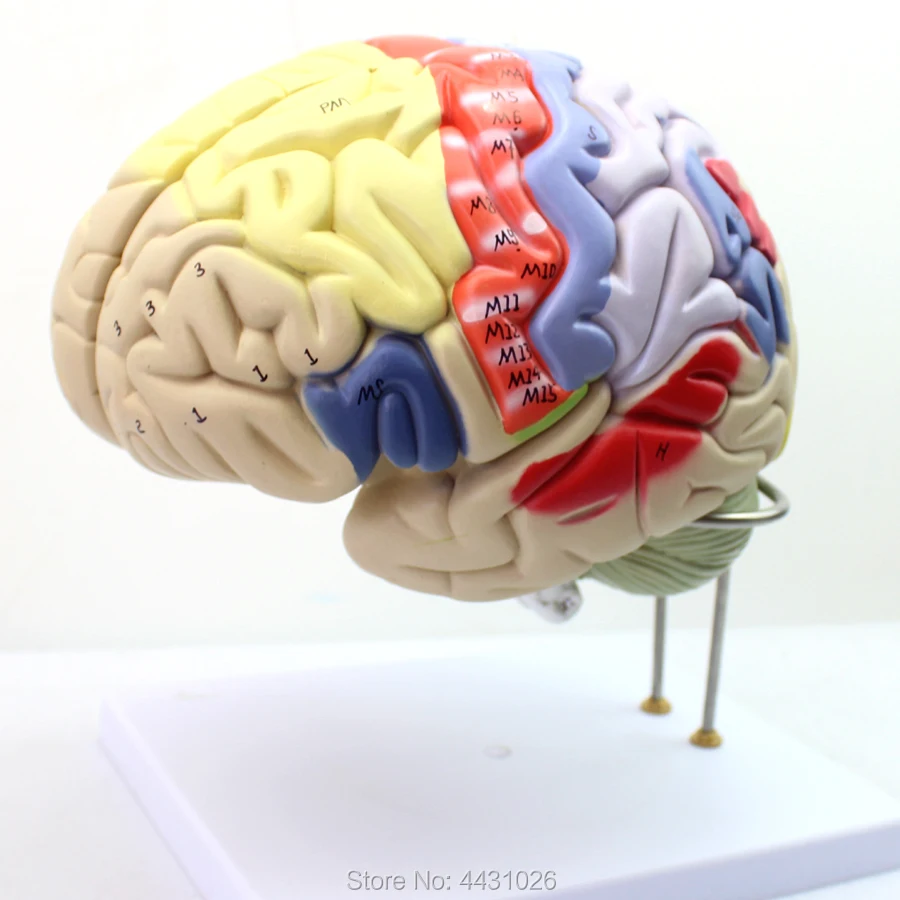 

ENOVO Medical human. brain anatomical model of cerebral cortex somatic motor psychology teaching model