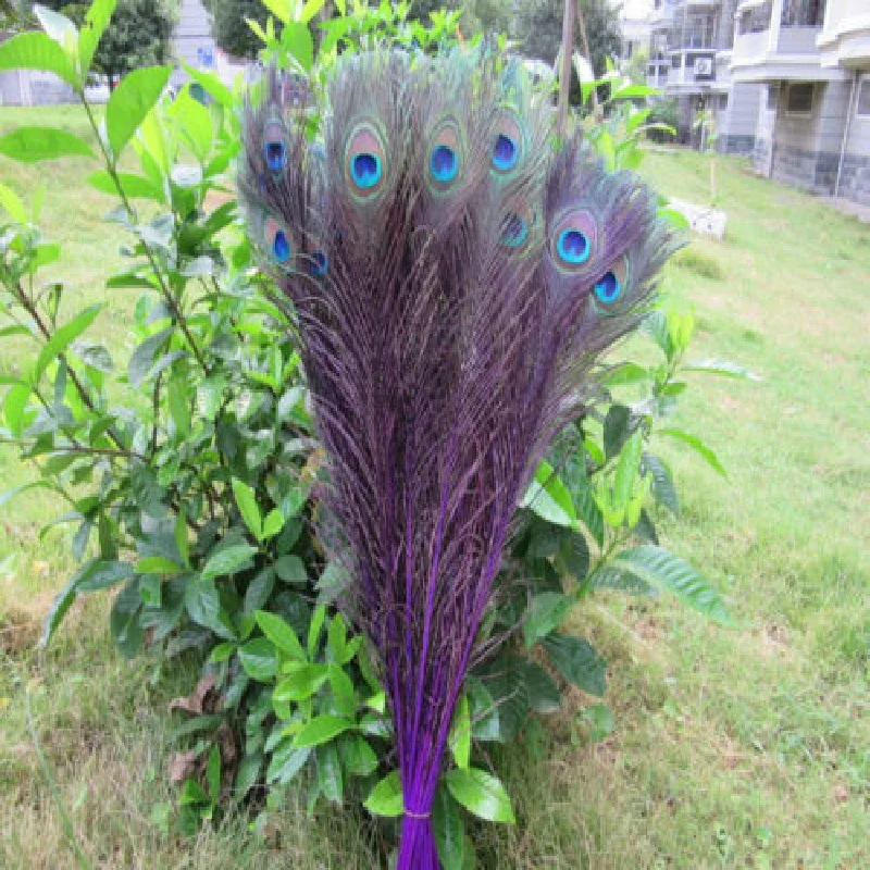 Wholesale 50pcs/lot 55-60cm/22-24'' beautiful natural  purple peacock feathers eyes for DIY clothes decoration