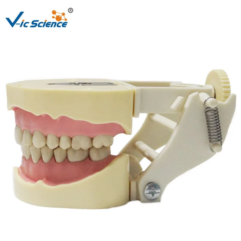 Dentale BF Tipo di Studio Denti Modello