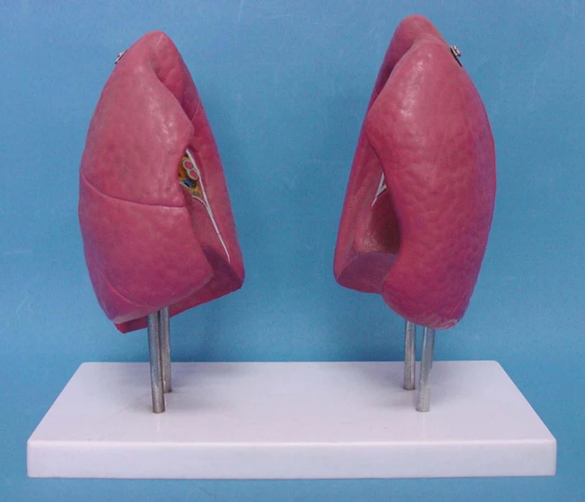 

Human lung anatomy model Organ Anatomy Medical human samples model free shipping