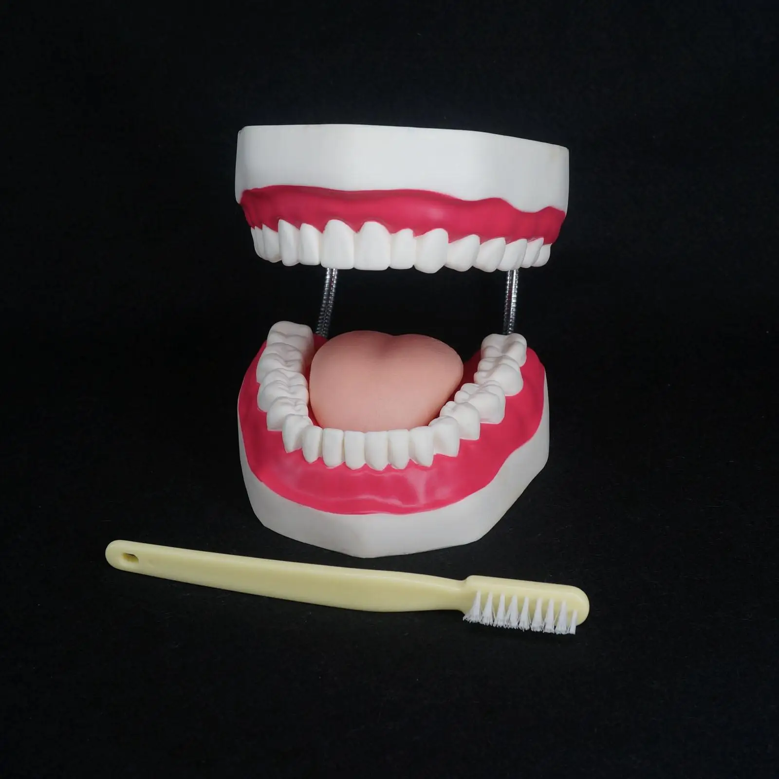 

PVC 4X Life Size Magnification Dental Study Teach Clear Teeth Model Tooth Education