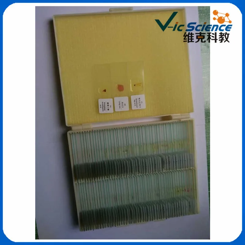 100PCS Zoology Educational Prepared Slides