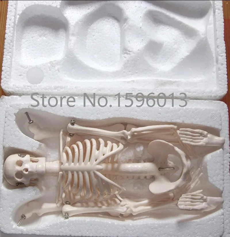 HOT  Mini Skeleton Model 42CM, Human Skeleton Model