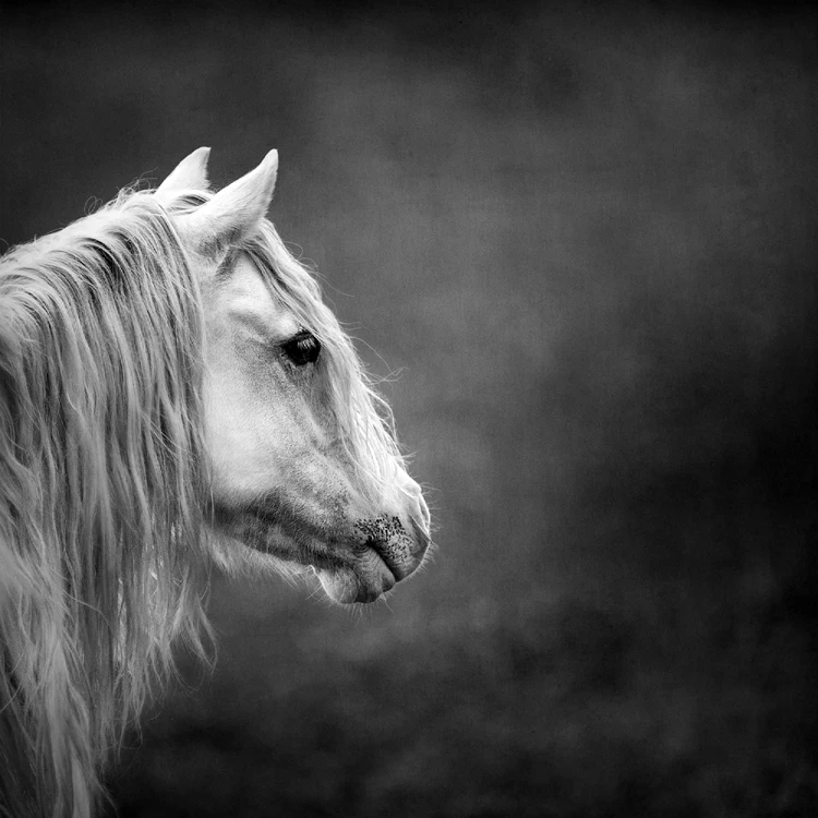 photographic picture print on canvas black and white pictures animals pictures elegant horse so graceful scenery canvas prints