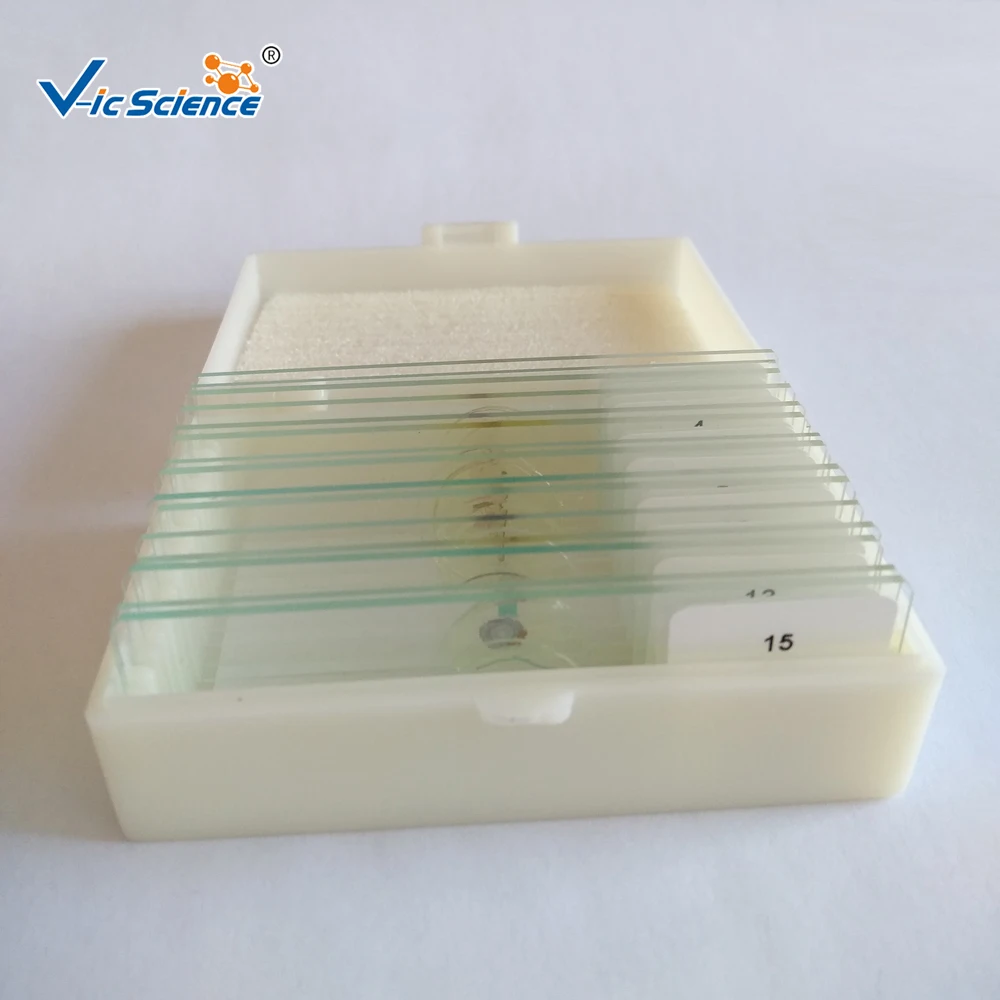 10 Pcs Biologi Pendidikan Siswa Siap Slide