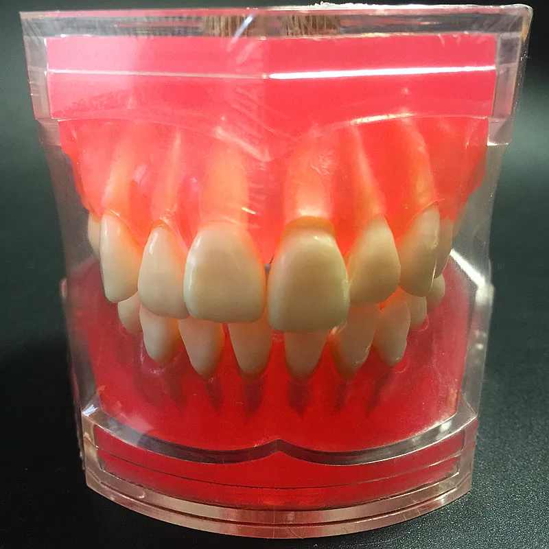 Dental Study Teaching Model Standard Model Removable Teeth Soft Gum ADULT TYPODONT Model