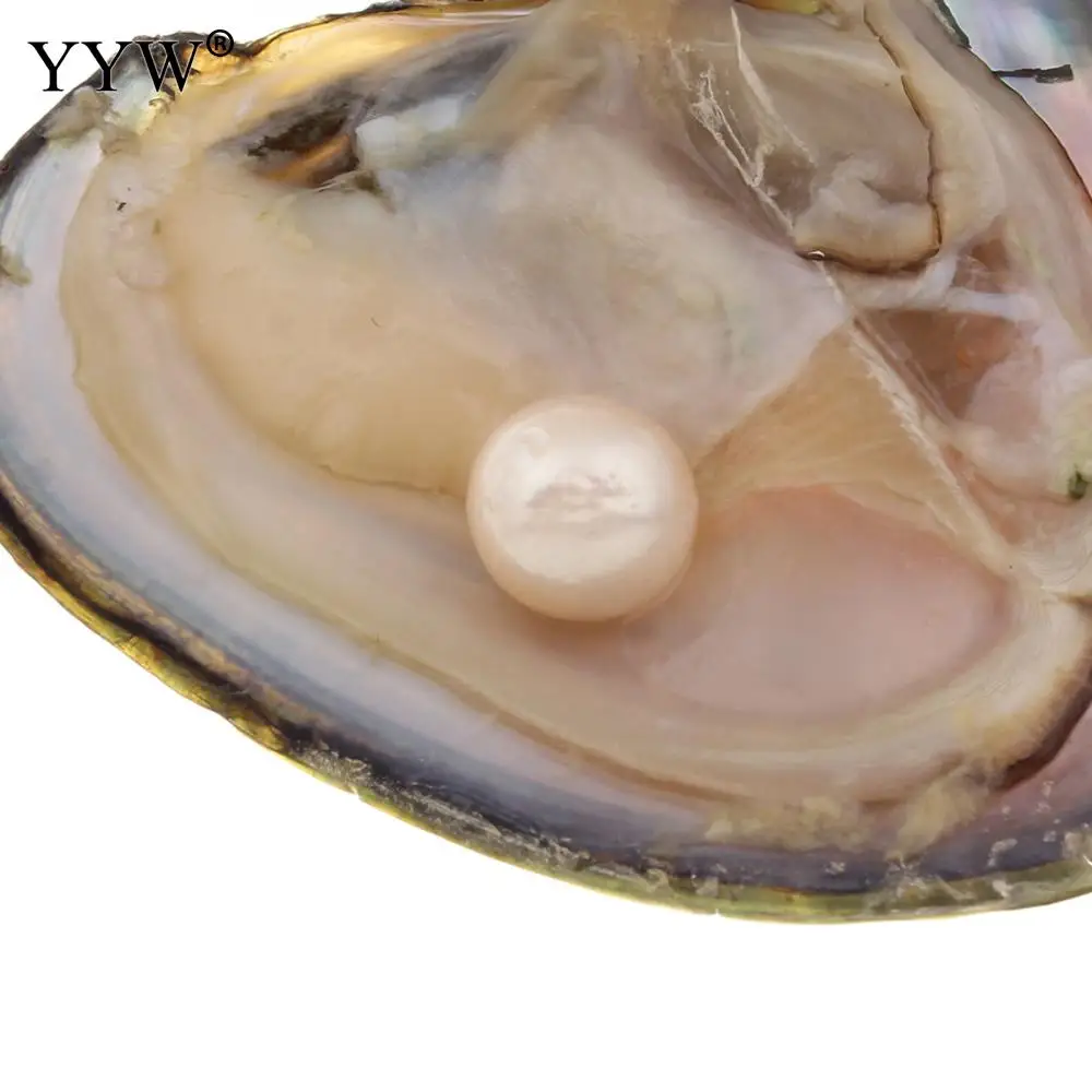 1pc Vacuum Pack Oyster Freshwater Cultured Love Wish Pearls Oyster Gift Surprise Jewelry 11-12mm One Pearl Oyster About 2 Pearl