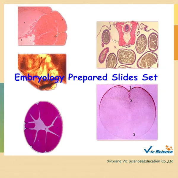 

Embryology Prepared Slides Set