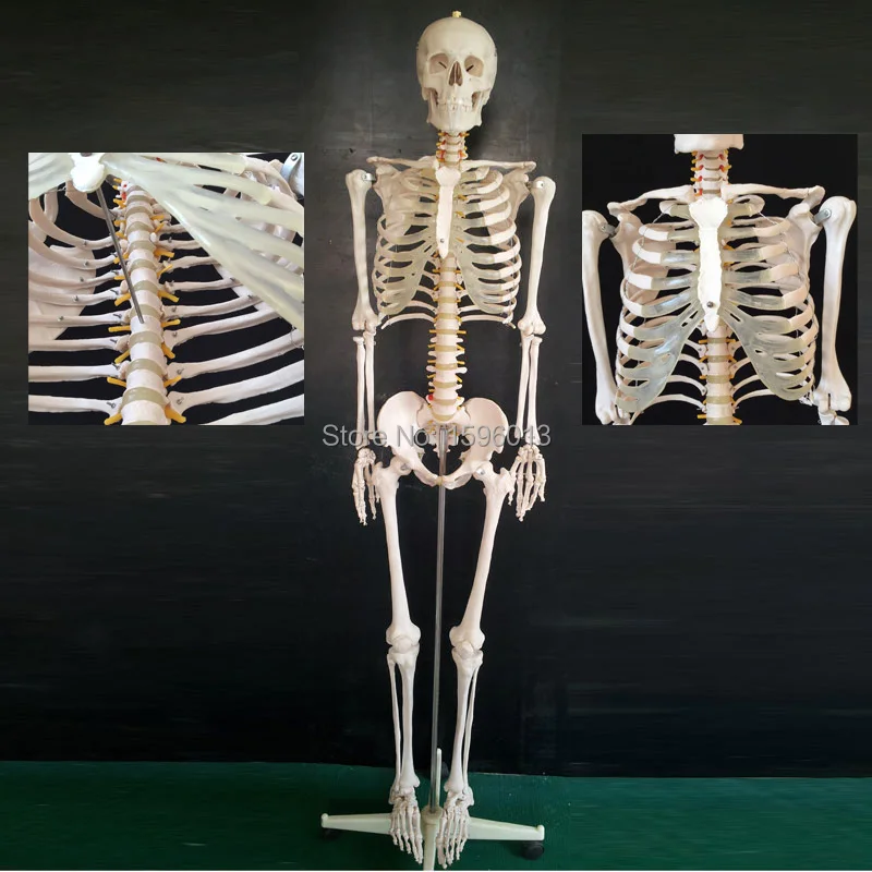 

HOT Life-Size Skeleton Model 180cm Tall, human skeleton model