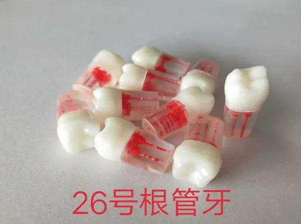 5pcs 1:1 Resin Dental Endodontic Student Study Practice Operation Model with Colored Root Canal Pulp Dentistry Lab Model