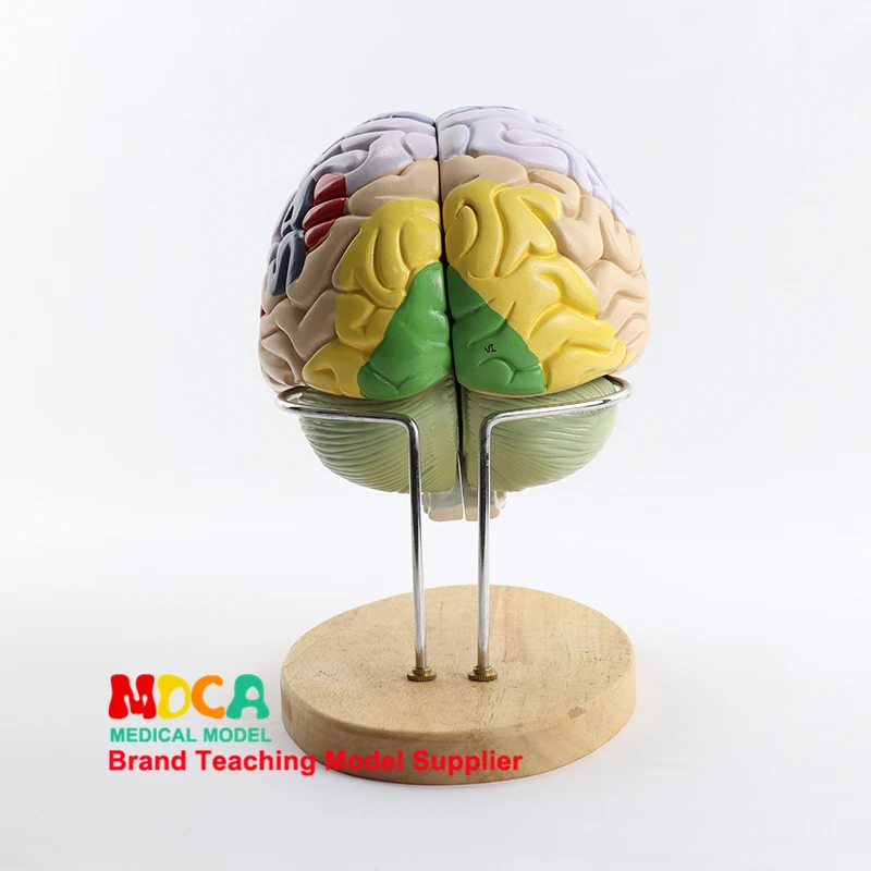 Modelo anatómico del cerebro de 2 partes, función del cerebro con enseñanza marcada, modelo de anatomía médica de la corteza, MDN002