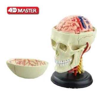 

The 4D craniocerebral anatomical model consists of 12 component models and the new 3d craniocerebral model.