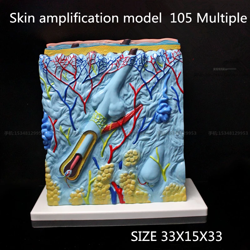 medical teach Skin amplification model 105 Multiple Skin Tissue Structure Amplification Model Human Tissue Organs Medical Models