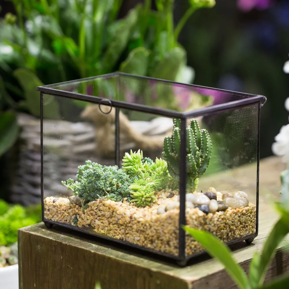 NCYP Rectangle Clear Glass Geometric Terrarium Box Indoor Tabletop Micro Landscape Succulents Fern Moss Plant Flower Pot Planter