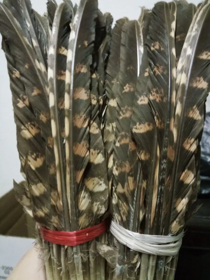 wholesale Scarce 10pcs Quality natural Pheasant feathers 20-25cm / 8-10inch