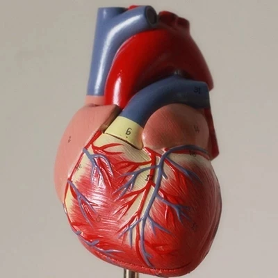 

1:1 human heart Anatomical Model Medical heart model free shipping