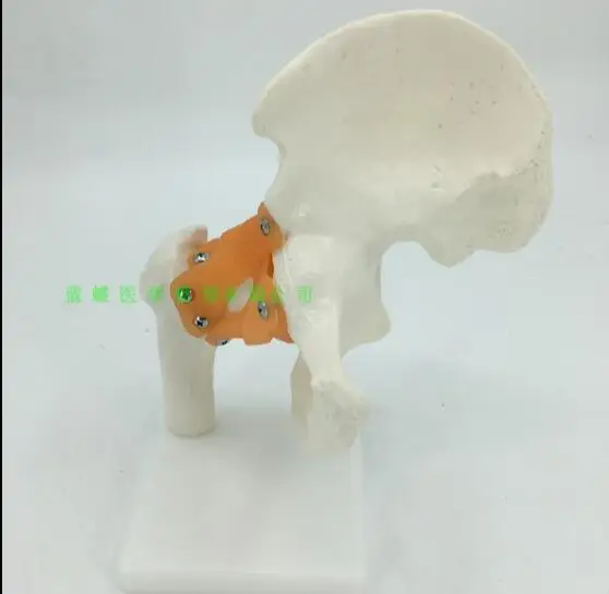 

Human hip ligament model human functional joint model human articular model kinematic skeleton