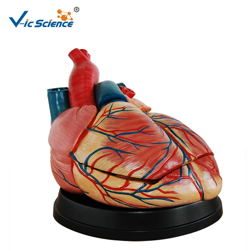 Advanced PVC Medical Large Heart Anatomical Jumbo Human Anatomy Heart Model for Students Teaching