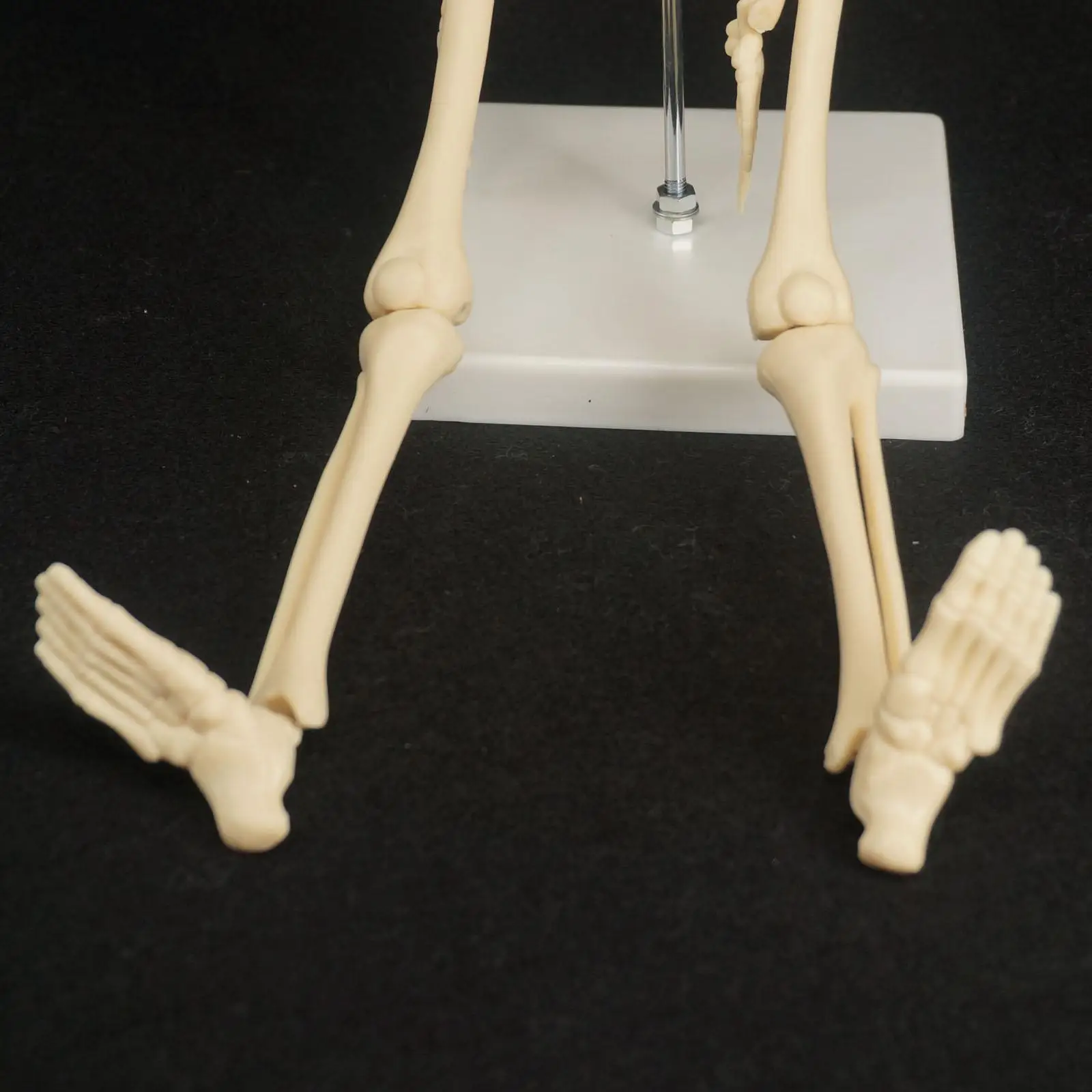 PVC 45CM Physique Mini Anatomical Skeleton Human Model Stand Poster Medical Learn Aid Anatomy