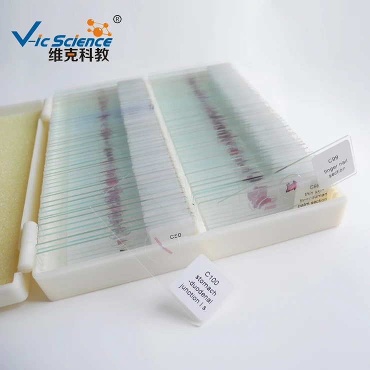 Professional 100PCS Human histology slides set Histology tissue prepared slides