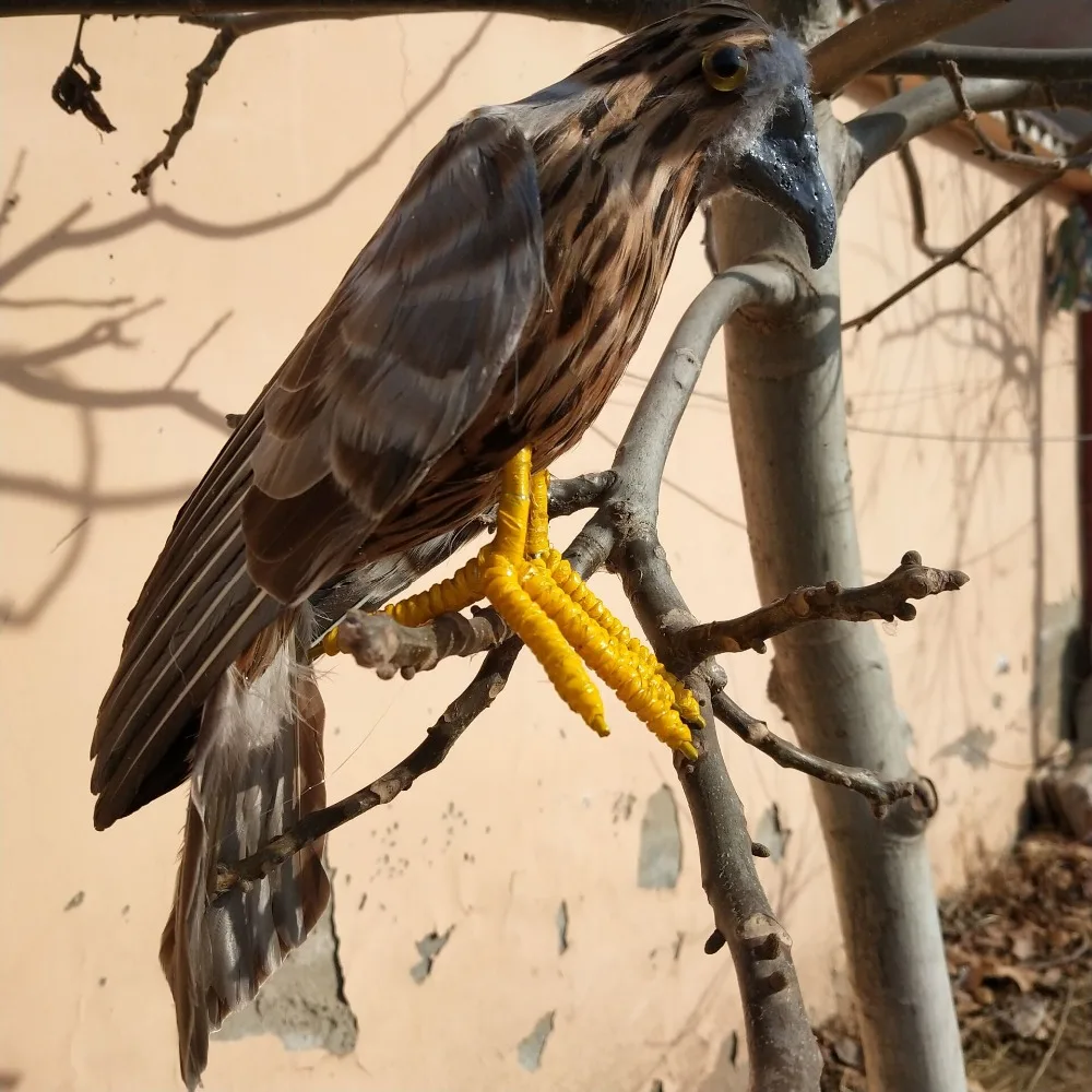 Prawdziwe życie piór ptaków ptak brązowy orzeł około 30 cm otwarte skrzydła eagle dekoracja do przydomowego ogrodu party prop prezent h1499