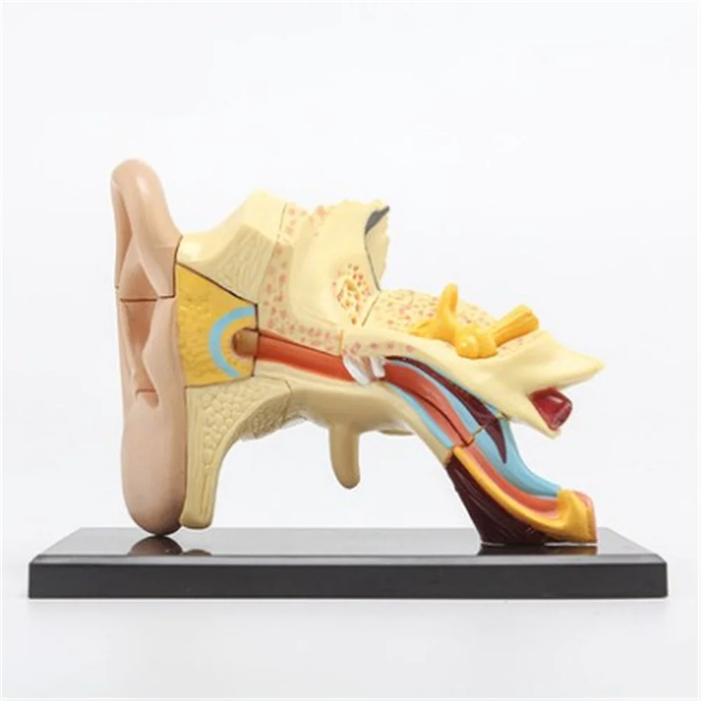 3D mini Human Ear Anatolly Model 14pcs 7.7cm(3\