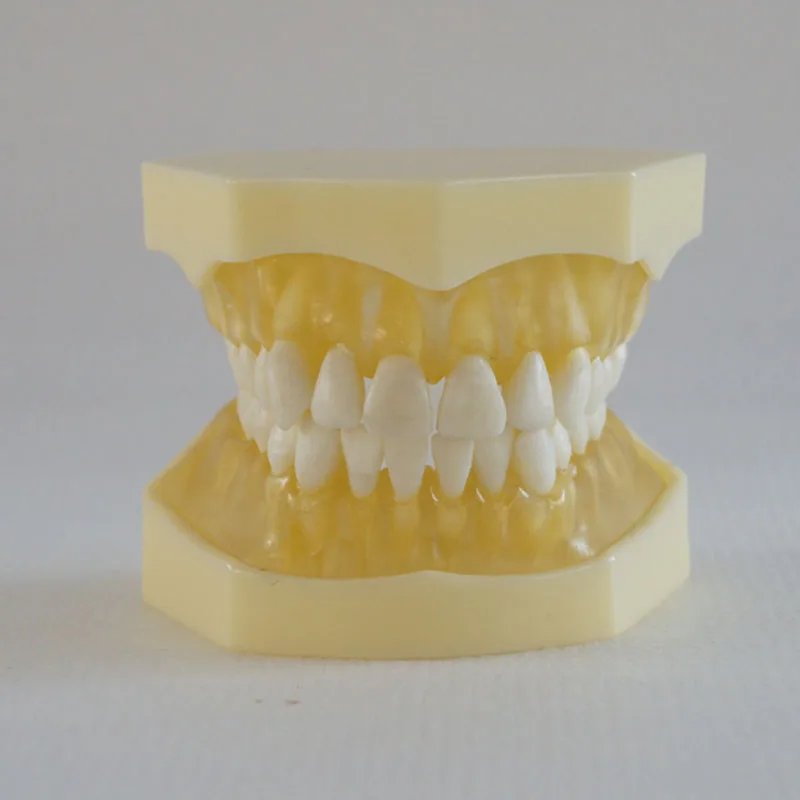 Hot Selling Removable 28 Teeth Soft Gum Full Mouth Resin Dental Student Practice Model