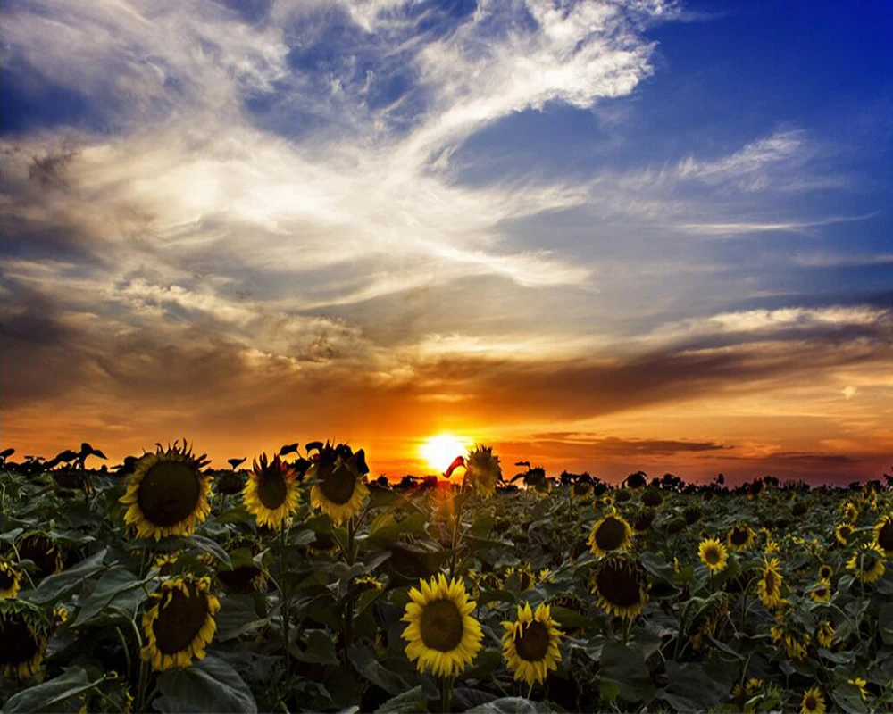 Custom wallpaper Hd sunflower sunrise background wall painting