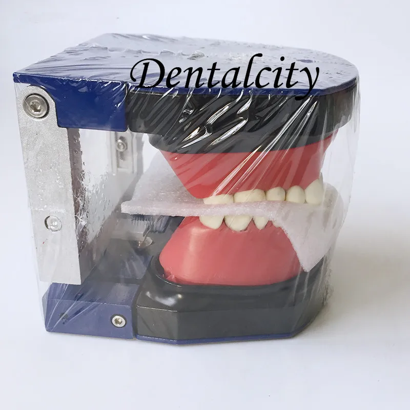 Dental tools instrument Dental  M8017 Typodont Teeth Model/Orthodontic SteelTeeth Model