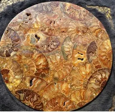 Top ! ! !Half Cut Ammonite Shell Jurassic Fossil Disc Madagascar