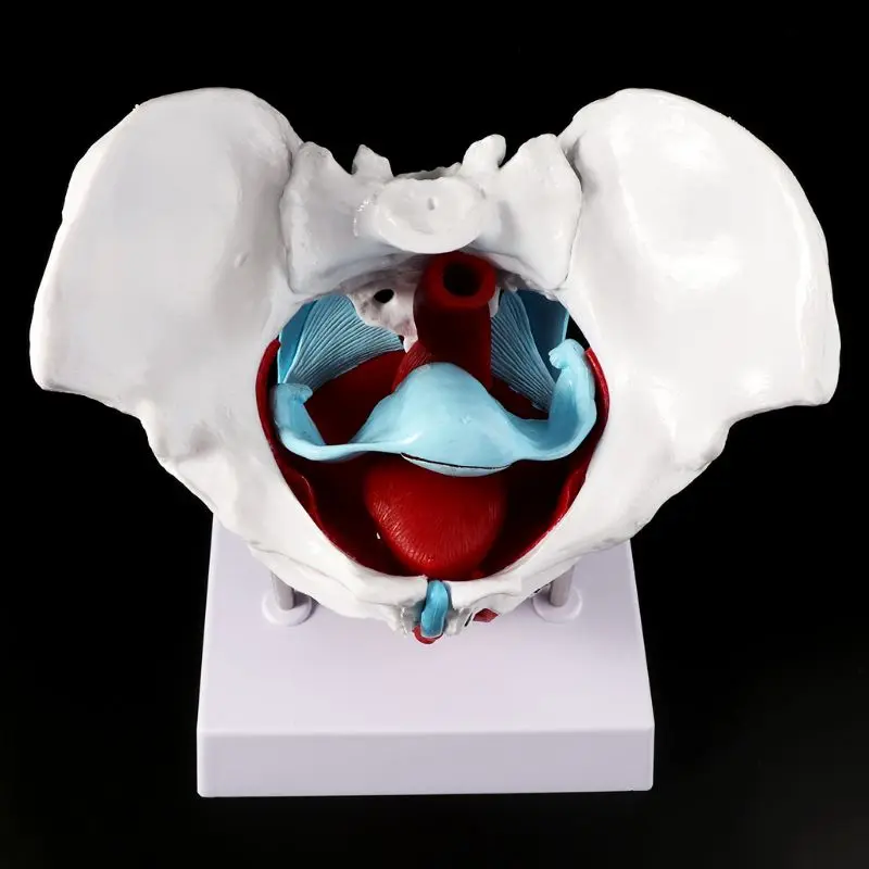 Female Pelvis Pelvic Floor Muscle Model Uterus Ovary Muscle Teaching Resources Educational Supplies Removable