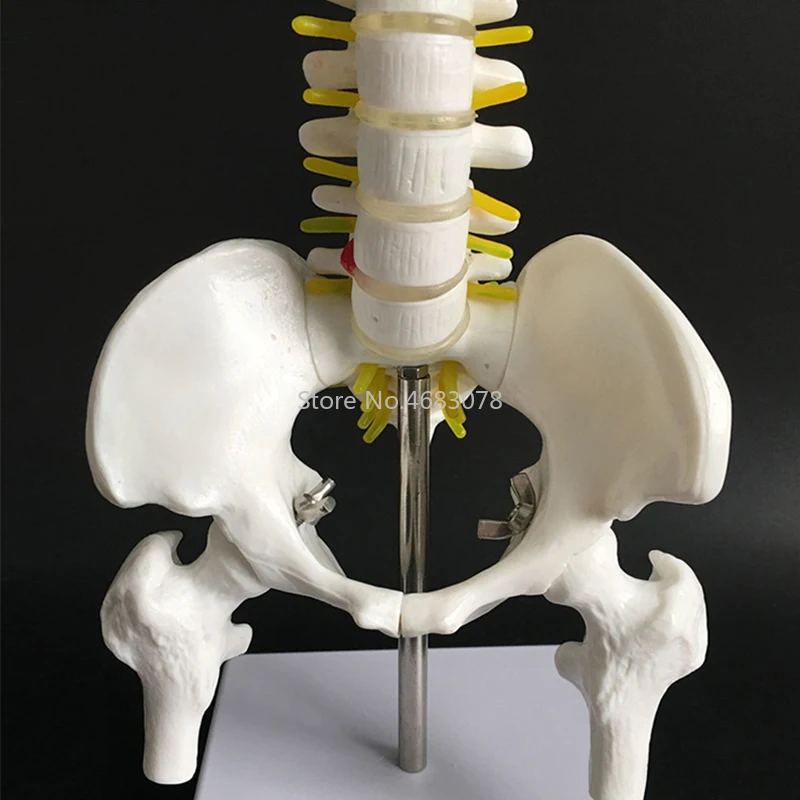 Colonna vertebrale umana da 45CM con modello pelvico anatomia anatomica umana colonna vertebrale modello medico materiale didattico medico