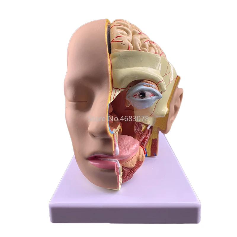 4 Parts Human Head Anatomical Model with Brain Model Head Skull Brain Cerebral Artery Anatomical Model  Hospital Teaching